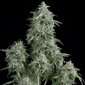 Pyramid Seeds - Anubis Feminized