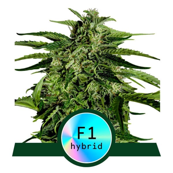 Hyperion F1 Auto – Feminized – Royal Queen Seeds   