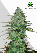 Auto Seeds - Apple Fritters Auto Feminised