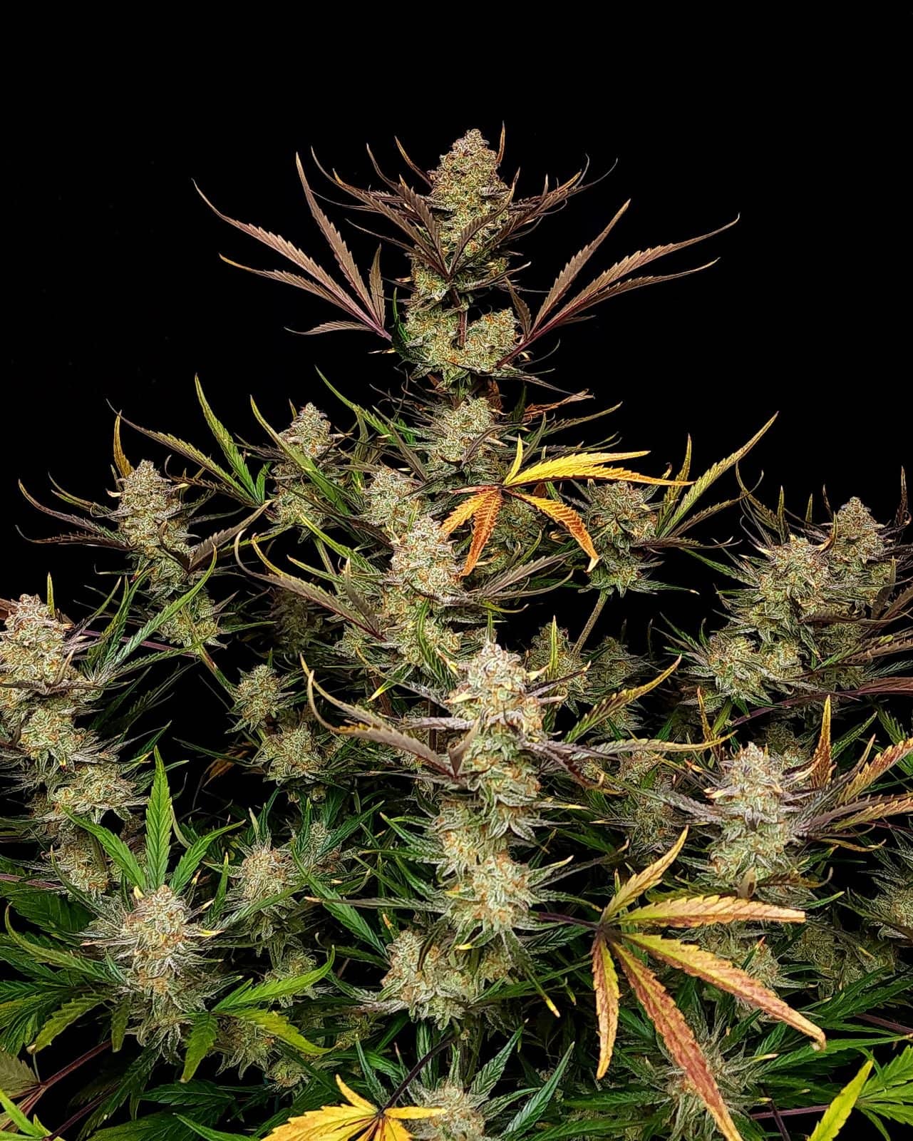 Fast Buds - Apple Strudel Auto - Feminised