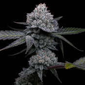 Top Shelf Elite Seeds - Apple Wreck Feminized