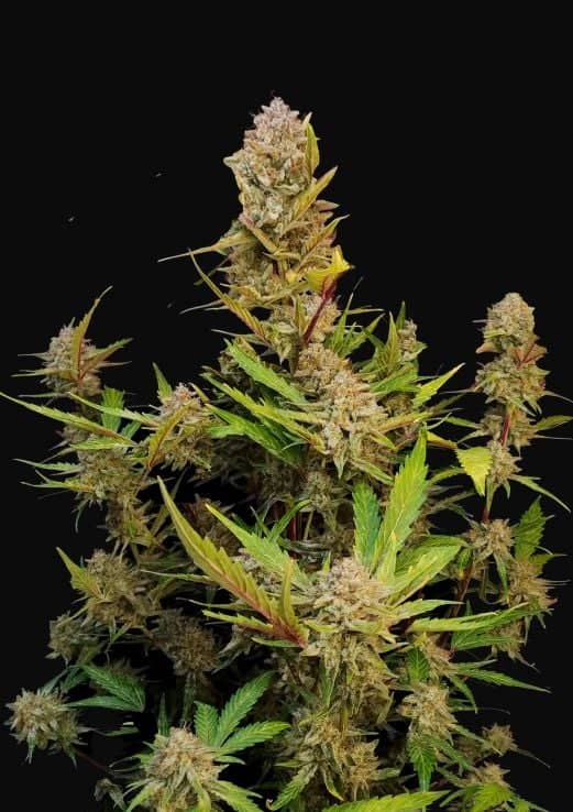 Apricot Auto – Feminized – Fast Buds 