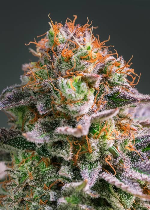 2025 Cannabis Seed Collection - Apricot Oreoz - Feminized