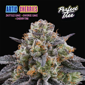 Perfect Tree Seeds - Artic Cherries - Feminized
