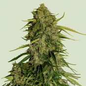 Royal Queen Seeds - Atlas F1 Feminized