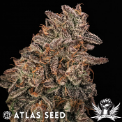 Atlas Seed Banana Cream Sundae - Feminized