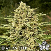 Atlas Seed Blue Dream Auto - Feminized