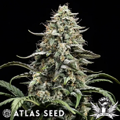 Atlas Seed Blue Dream - Feminized