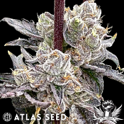 Atlas Seed Dry Erase Marker - Feminized