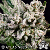 Atlas Seed GMO Bomb - Feminized