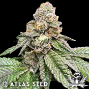 Atlas Seed Gorilla Burger - Feminized