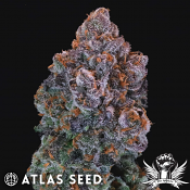 Atlas Seed Green Apple Candy - Feminized