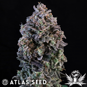 Atlas Seed Mendo Breath Auto - Feminized