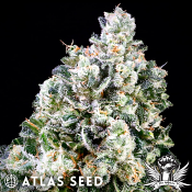 Atlas Seed Papaya Candy - Feminized