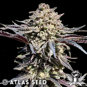 Atlas Seed Super Banana Runtz - Feminized