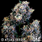 Atlas Seed Super Sour Runtz - Feminized