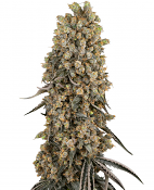 Sensi Seeds - Atomic Blue Dream Feminized