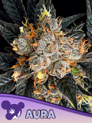 Anesia Seeds - Aura Feminized