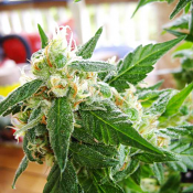 Nirvana Seeds - AK 48 Auto - Feminized