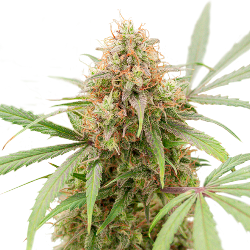 Auto AK Triple Haze- Feminized - Super Sativa Seed Club 
