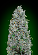 OO Seeds - Auto Afghan Mass XXL - Feminized
