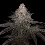 Top Shelf Elite Seeds - Auto Apple Wreck Feminised