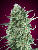 OO Seeds - Auto Bubblegum XXL - Feminized