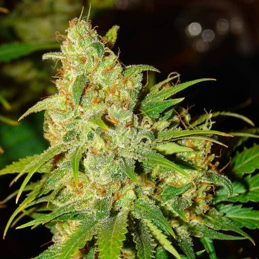 Nirvana Seeds - Auto Bubblelicious – Feminized 