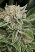 Critical Mass Collective Seeds - Auto Cali Mango Mass Feminized