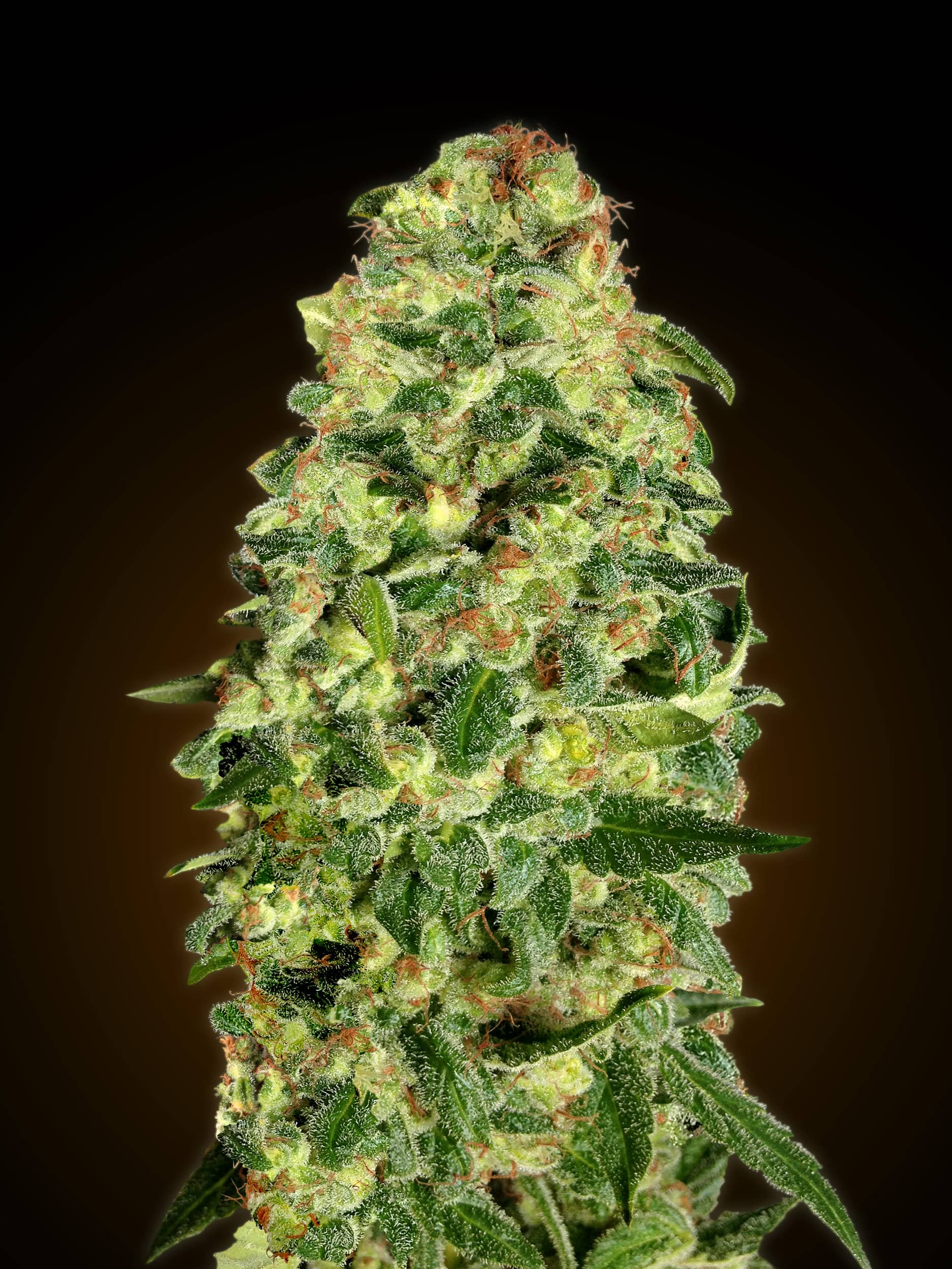 Auto California Kush Feminized - OO Seeds  