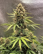 Top Shelf Elite Seeds - Auto Cookie Breath Feminized