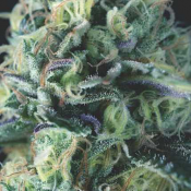 Pyramid Seeds - Auto Cookies USA Range Feminized