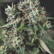 Pyramid Seeds - Auto Do-Si-Dos USA Range Feminized