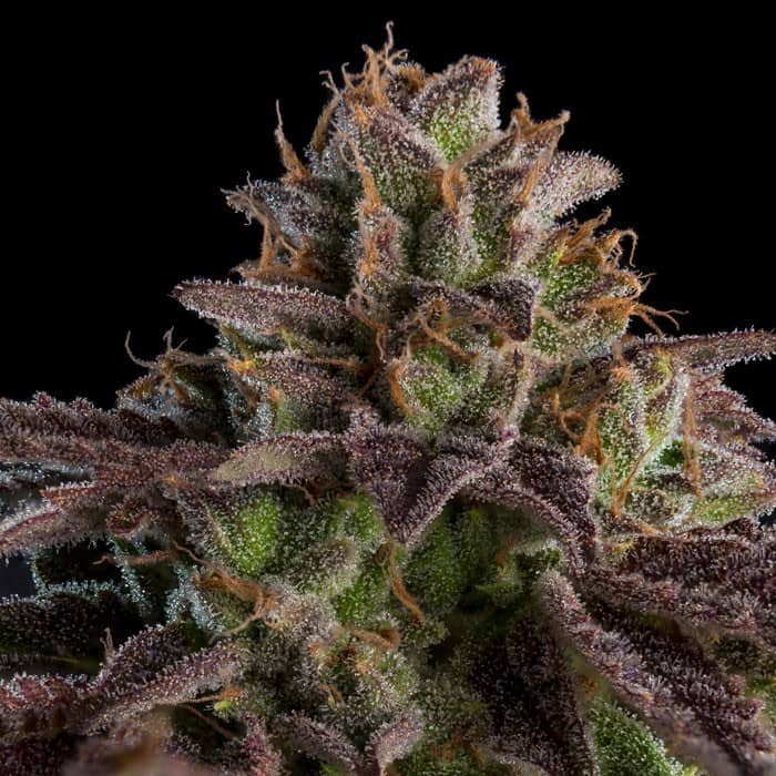 Auto K-Mintz- Feminized - Ripper Seeds 