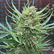 Top Shelf Elite Seeds - Auto Lemon Biscotti Feminised