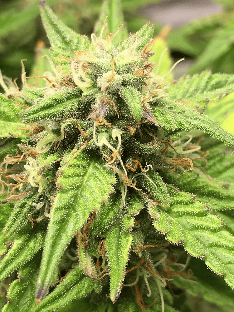 Top Shelf Elite Seeds - Auto Moon Fruit Feminised
