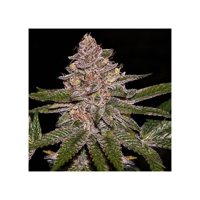 Auto Radical Juice- Feminized - Ripper Seeds  