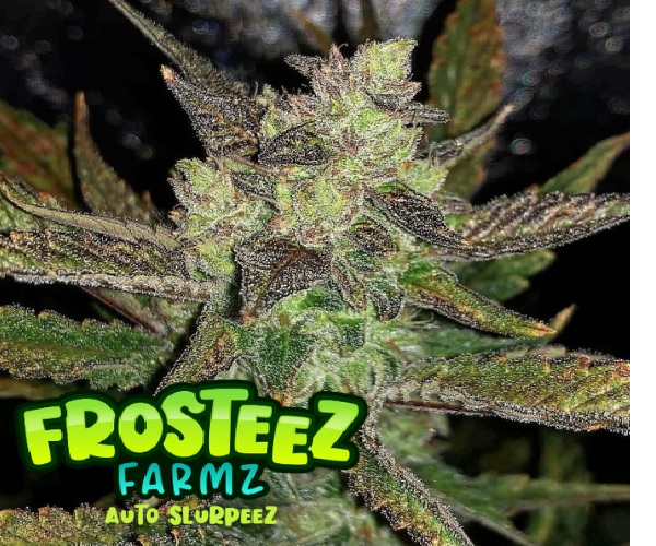 Auto Slurpeez - Feminized - Frosteez Farms Seeds     