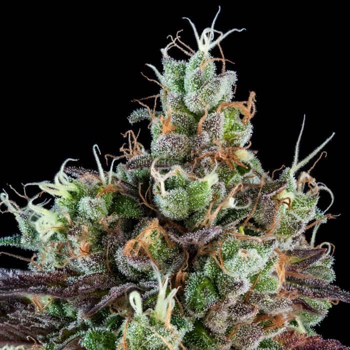 Auto Sour Ripper - Feminized - Ripper Seeds