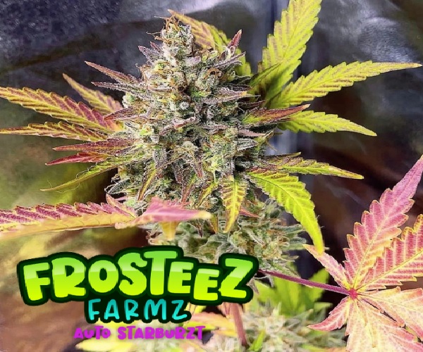 Auto Starburzt - Feminized - Frosteez Farms Seeds       