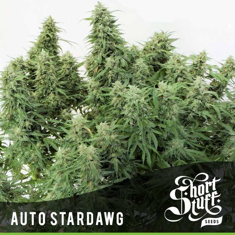 Shortstuff Seeds Auto Stardawg Feminised 