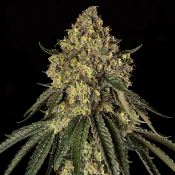 Silent Seeds - B-52 - Feminized