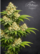 Platinum Reserve - Banana Custard Feminized