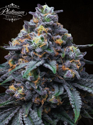 Platinum Reserve - Blackberry Obsidian Feminized