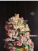 Platinum Reserve - Blush Sorbet Feminized