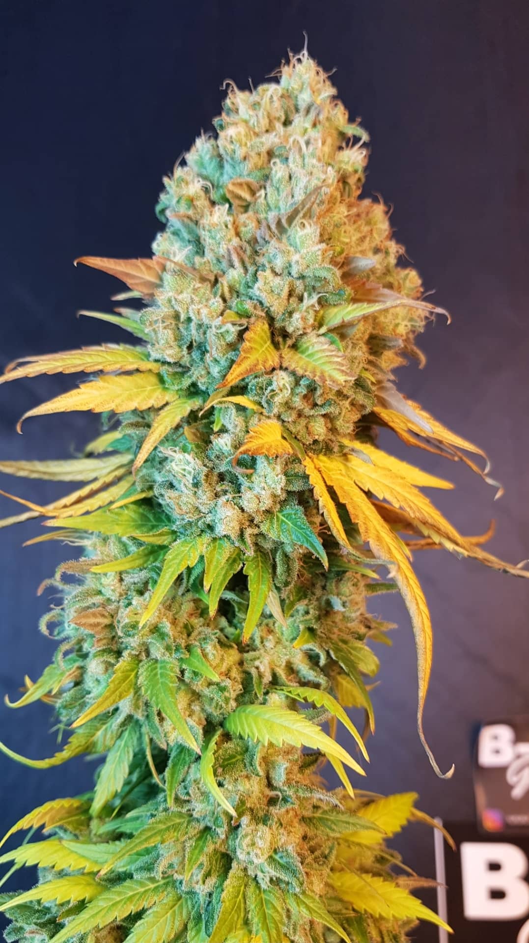 BSBs Cali Collection Seeds - Sunset Sherbet Feminized (was Cali Sherbet)