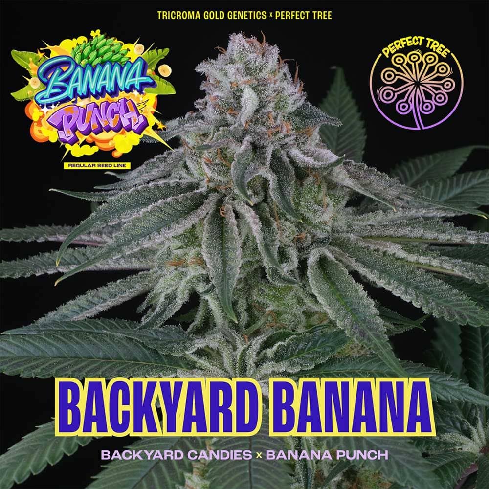 Perfect Tree Seeds - Backyard Banana - Regular