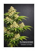 Platinum Reserve - Banana Custard Feminized