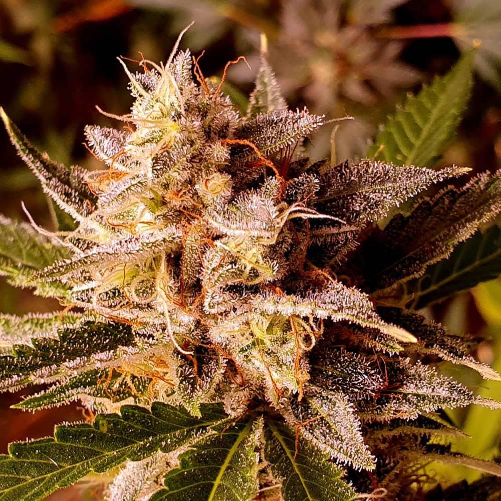 Holy Smoke Seeds - Banana Double Mac - Feminized 