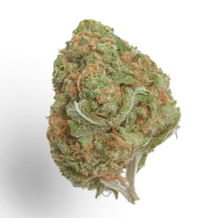 Banana Glue - Feminized - Growers Choice Seeds